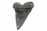 Fossil Broad-Toothed Mako Tooth - South Carolina #214643-1